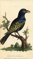 Choucador à reflets, espèce Lamprotornis (gravure)