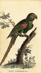 Perruche alexandrine, Psittacula eupatria (gravure)