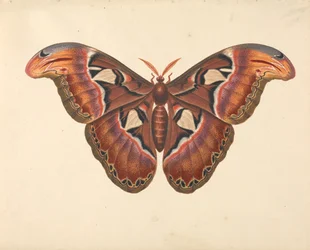 Papillon Atlas