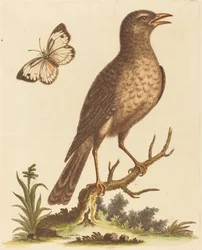 Oiseau brun avec un papillon