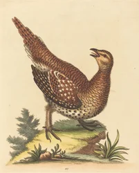 Oiseau brun tacheté