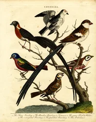Bruants (Emberiza)