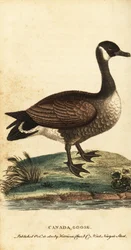 Bernache du Canada, Branta canadensis., 1800 (gravure)