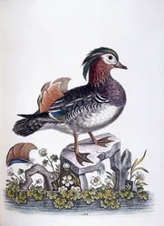 Sarcelle chinoise, 1746