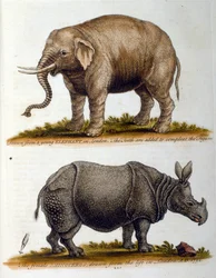 Illustration gravée de George Edwards, tirée d