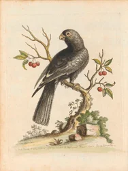 George Edwards, Oiseaux I Singapour Planche 5