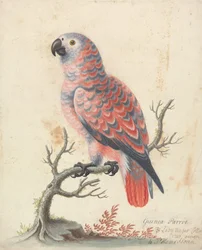 Perroquet de Guinée