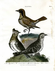 Alouettes (Alauda)