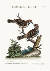 Moineaux de montagne, coq et poule, 1749-73