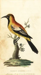 Oriole troupiale, Gymnomystax mexicanus (gravure)
