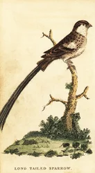 Veuve dominicaine, Vidua macroura (gravure)