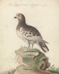 Lagopède