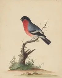 [Oiseau à poitrine rouge]