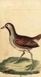 Sora, Porzana carolina (gravure)