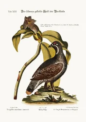 Le coq noir et tacheté, 1749-73