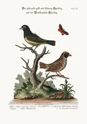 Le moineau frisé noir et jaune et le moineau brésilien, 1749-73