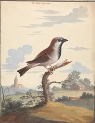 Le moineau mâle