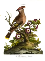 Le bavard huppé d