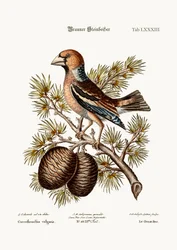 Le Gros-Bec ou Haw-Finch, 1749-73