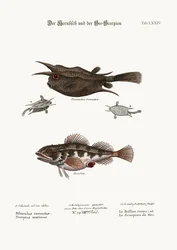 Le poisson cornu et le scorpion de mer, 1749-73