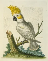 Le Petit Cacatua Blanc à Crête Jaune