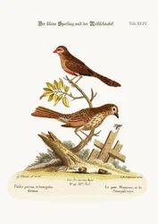 Le Petit Moineau et le Bec-de-Cire, 1749-73