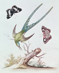Le Colibri à longue queue, 1742