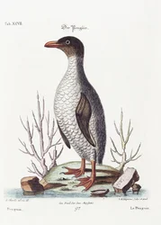 Le Pingouin, 1770
