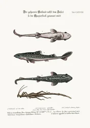 Le chien épineux ou poisson-chien, avec un insecte appelé le bâton de marche, 1749-73