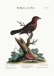 Le Merle à poitrine rouge, 1749-73