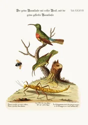 Le grimpereau à poitrine rouge et le grimpereau vert tacheté, 1749-73