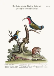 Le Colibri à poitrine rouge, le Colibri à gorge verte et le Loir, 1749-73