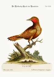 Le pic à joues rouges, 1749-73