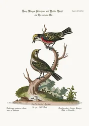 Les gobemouches à gorge rouge, mâle et femelle, 1749-73