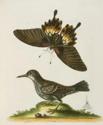 Le Grimpereau de Muraille de Surinam