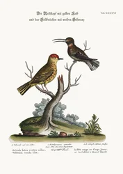 Le sizerin jaune et le colibri à queue blanche, 1749-73