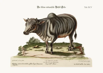 Le petit buffle indien, 1749-73
