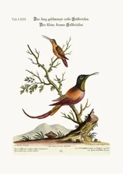 Le colibri rouge à longue queue. Le petit colibri brun, 1749-73