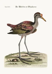 La Poule d