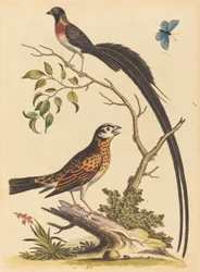 Deux oiseaux, dont un avec de très longues plumes caudales, et un papillon bleu