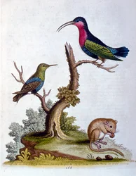 Illustration à l