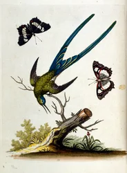 Illustration à l