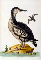 Illustration à l