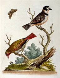 Illustration à l