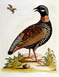 Illustration à l