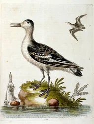 Illustration à l