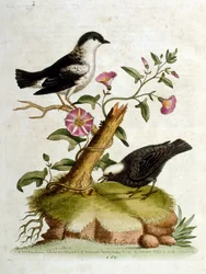 Illustration à l