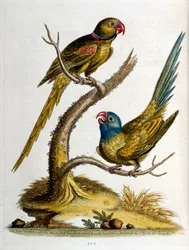 Illustration à l