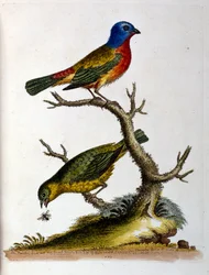 Illustration à l