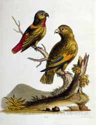 Illustration à l